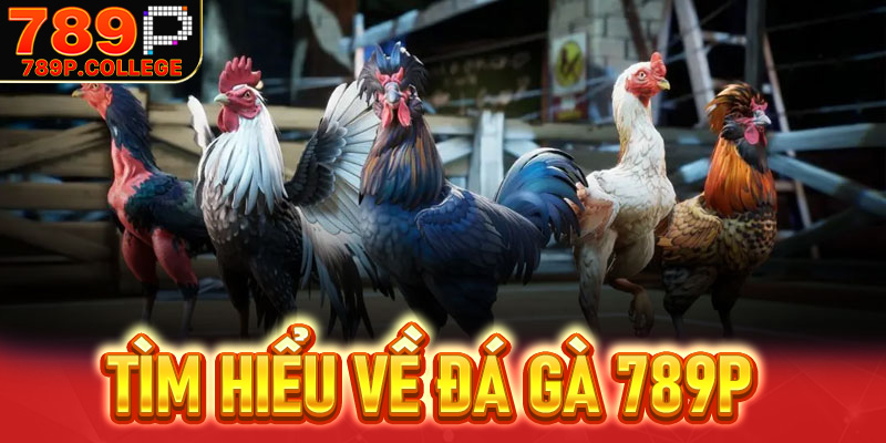 Tìm hiểu về Đá gà 789P